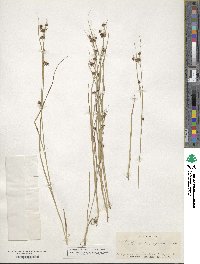 Scirpus polyphyllus image