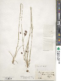 Scirpus polyphyllus image