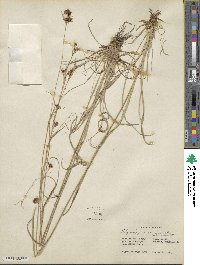 Scirpus polyphyllus image