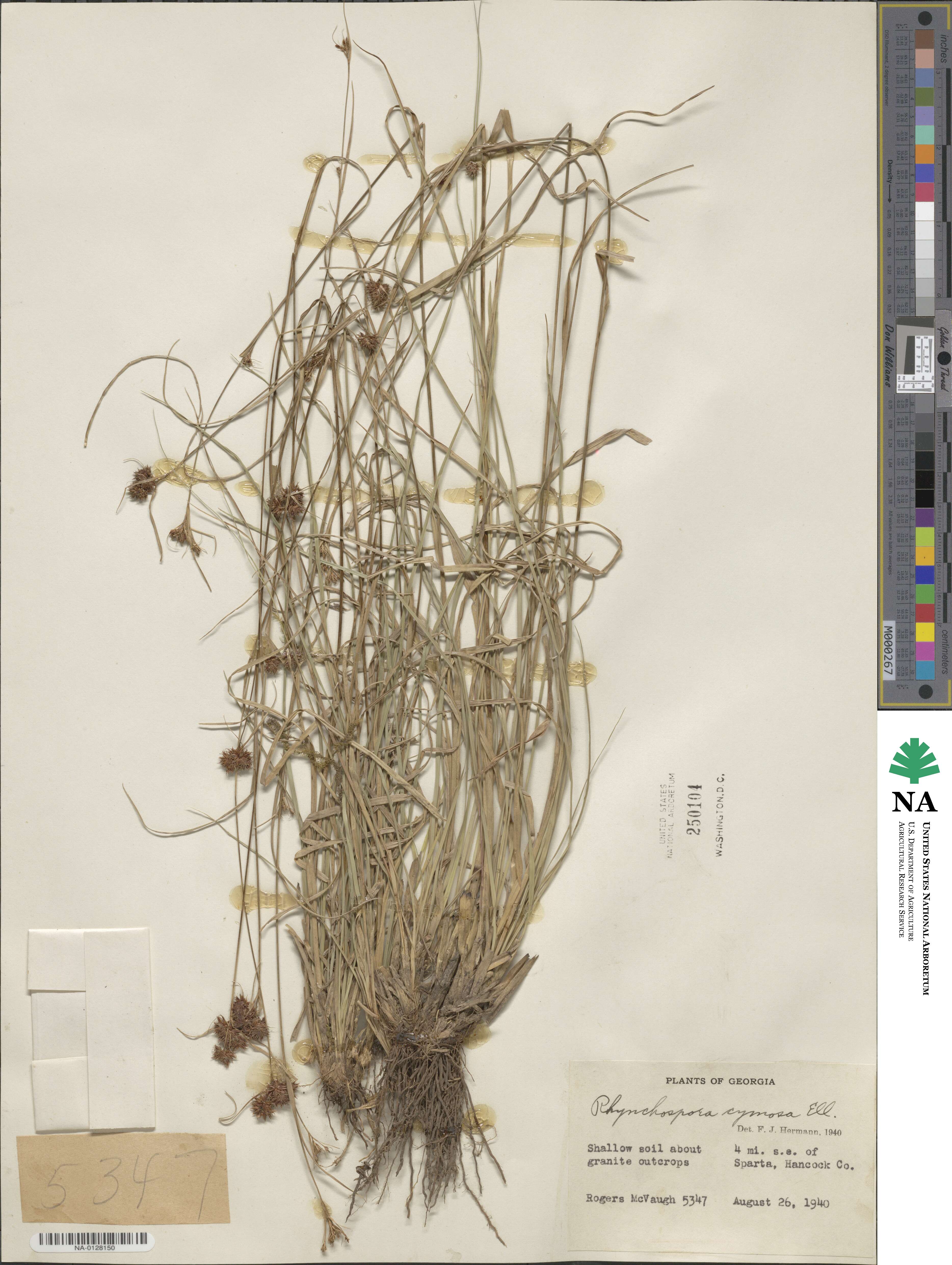 Scirpus polyphyllus image
