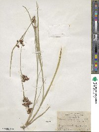 Scirpus polyphyllus image