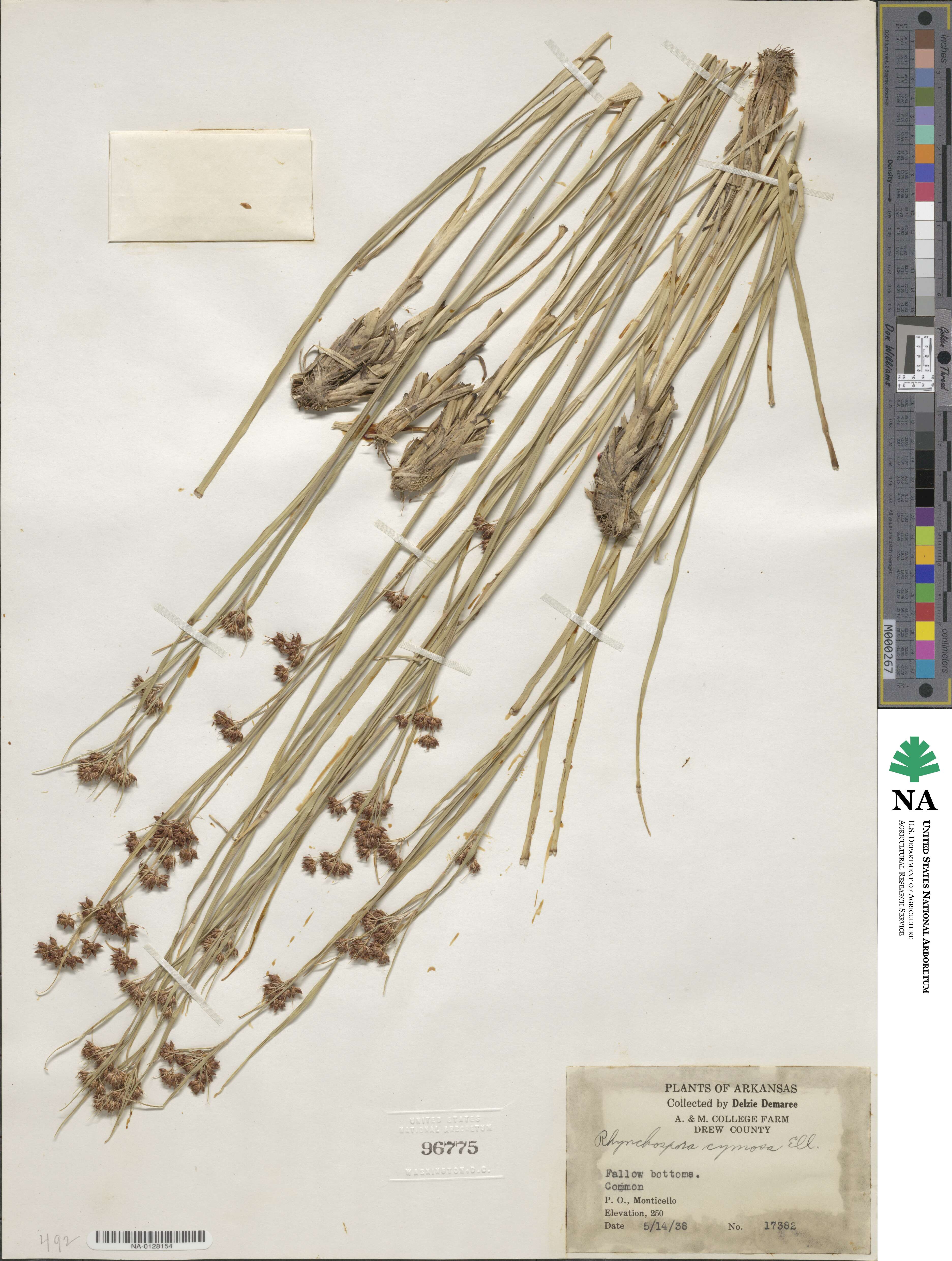 Scirpus polyphyllus image