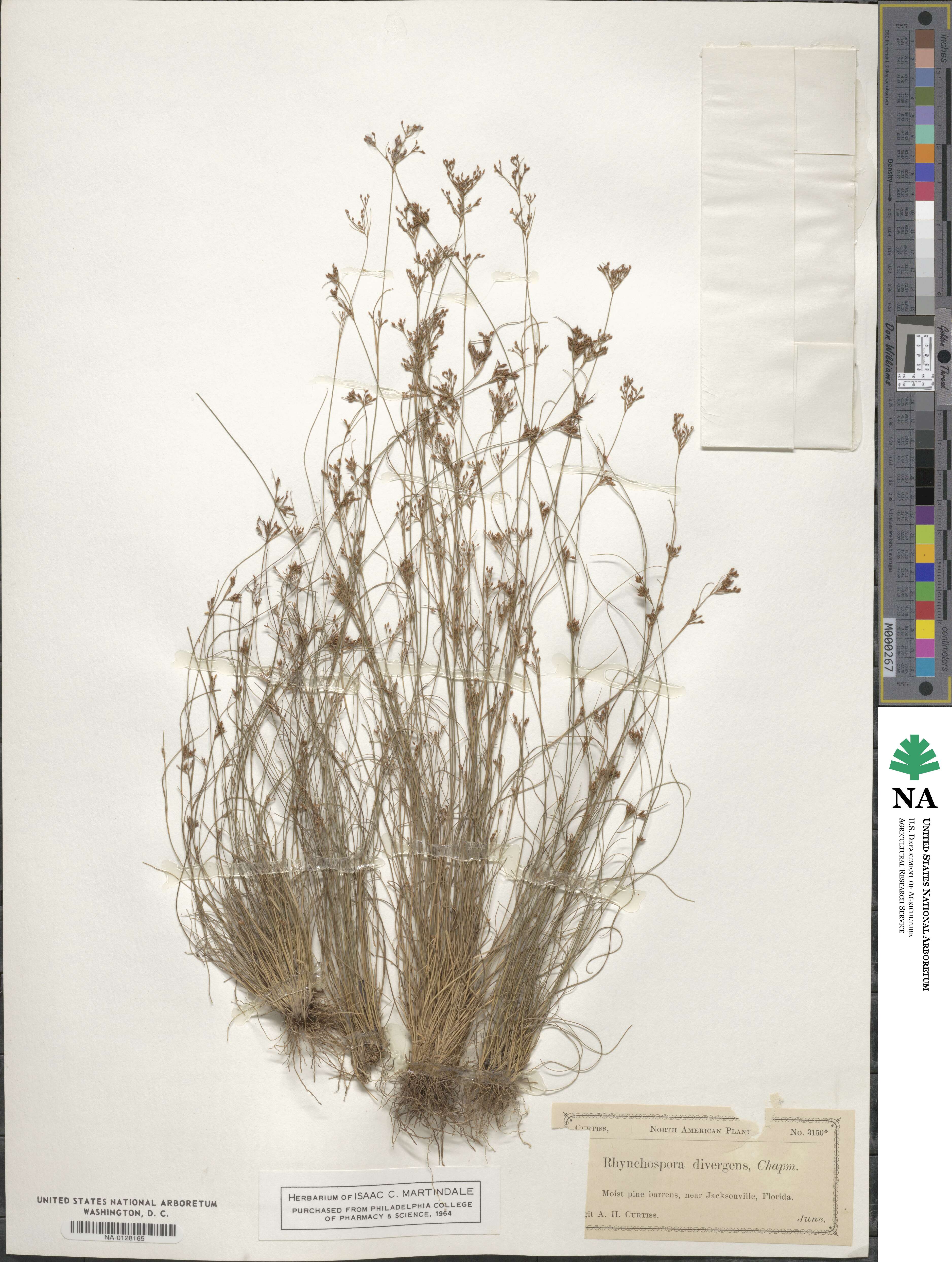Rhynchospora divergens image