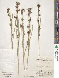 Rhynchospora megalocarpa image