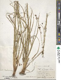 Rhynchospora megalocarpa image