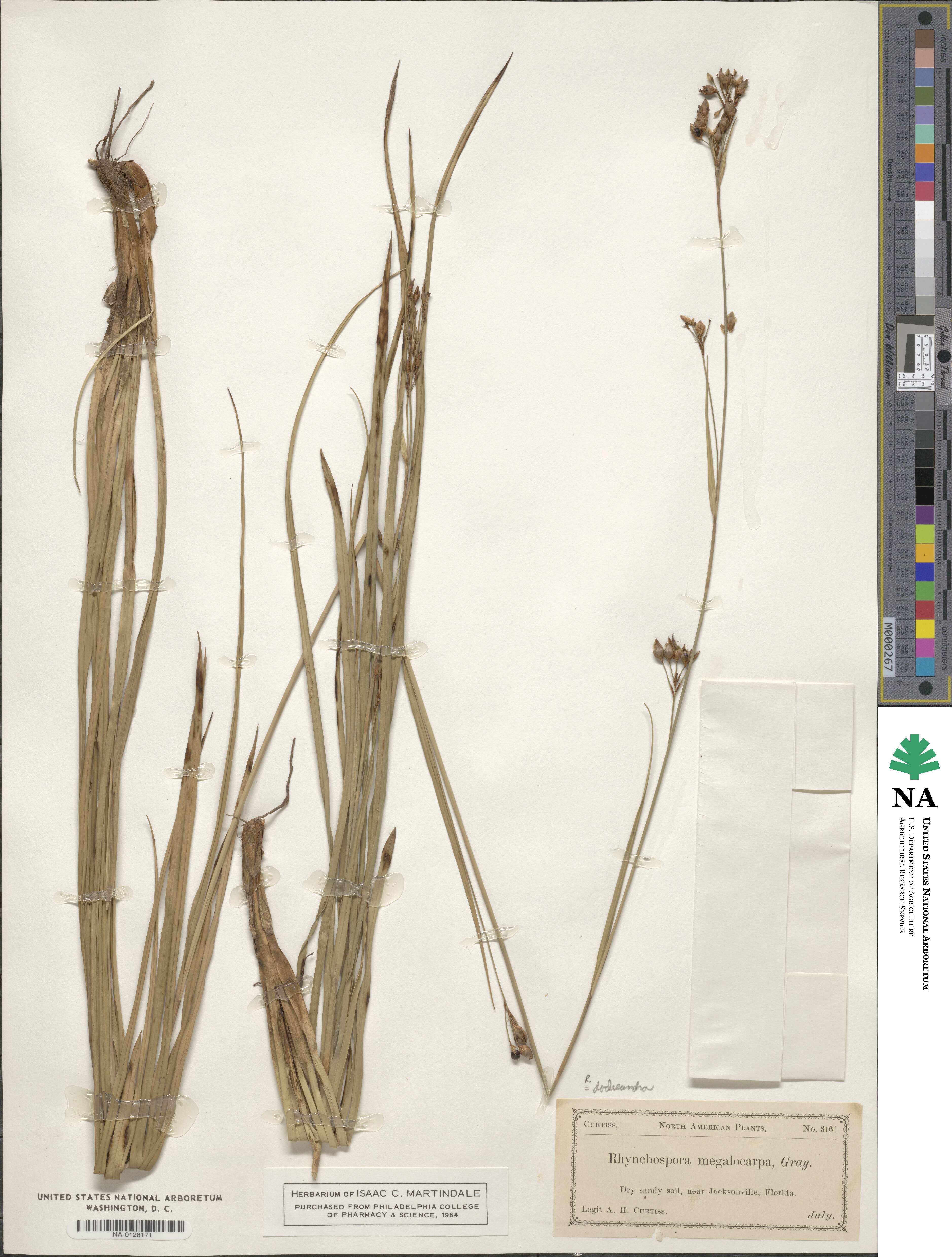 Rhynchospora megalocarpa image