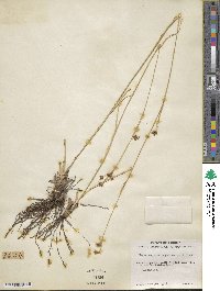 Rhynchospora megalocarpa image