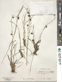 Rhynchospora fascicularis image