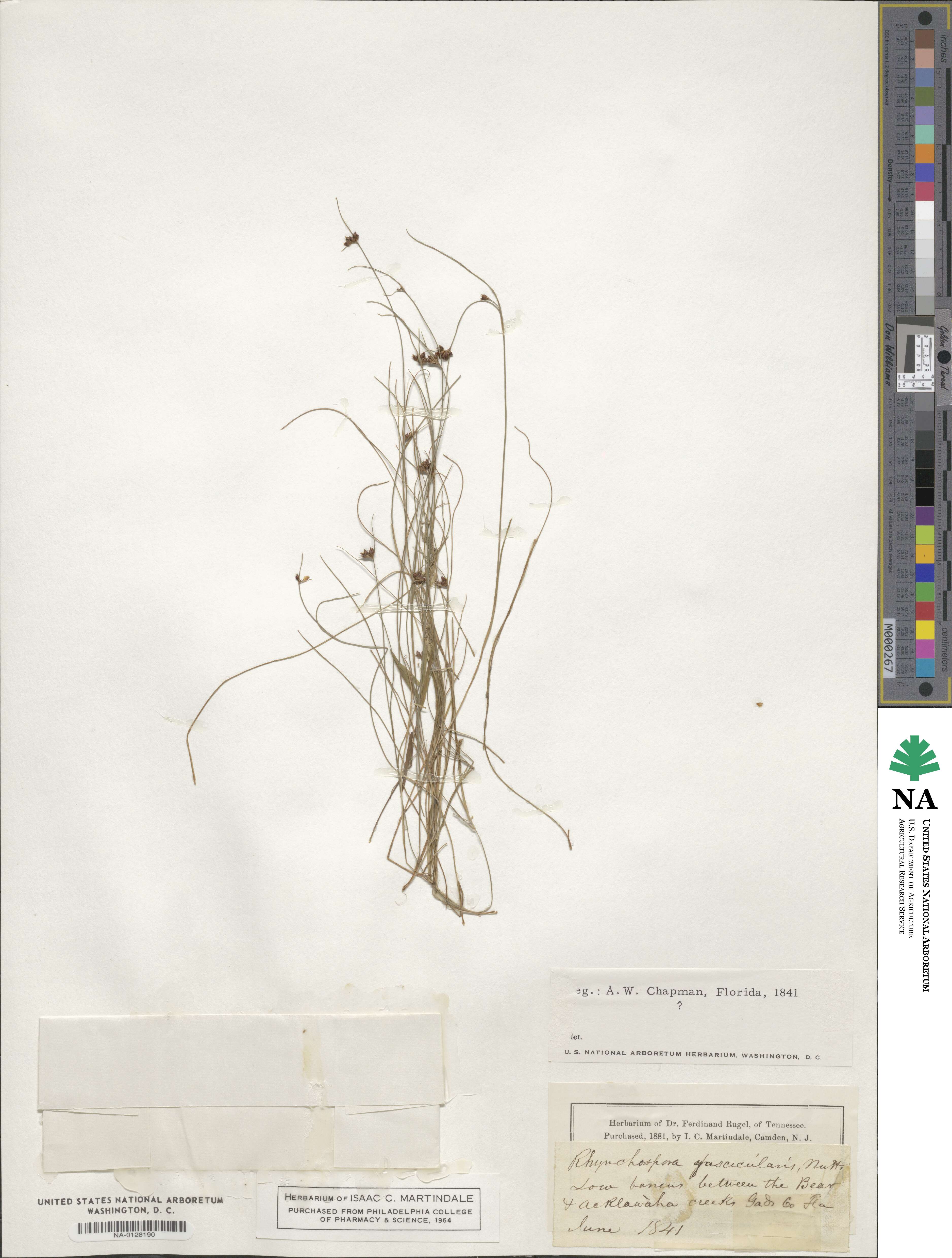 Rhynchospora fascicularis image