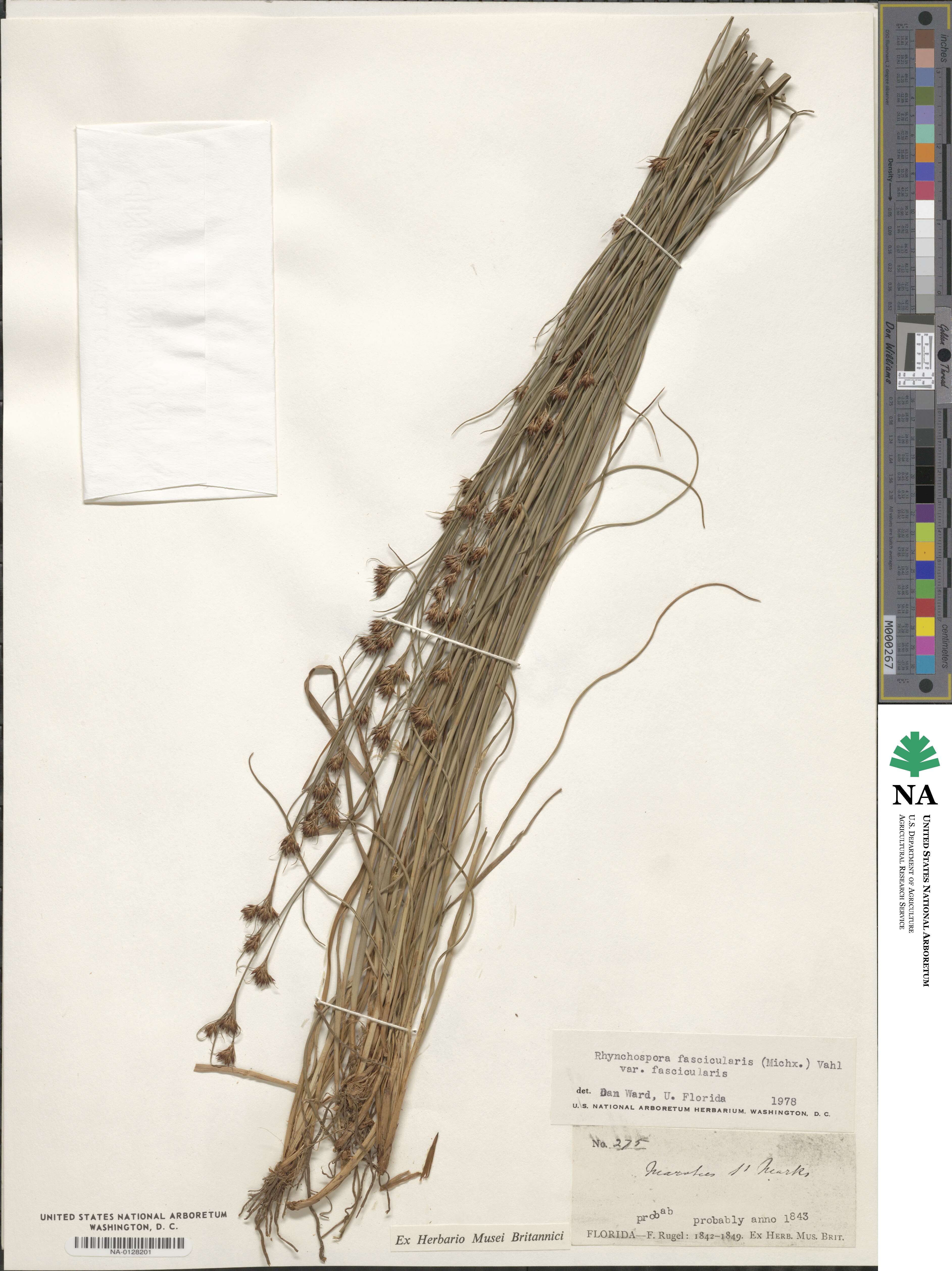 Rhynchospora fascicularis image