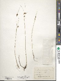 Rhynchospora fusca image