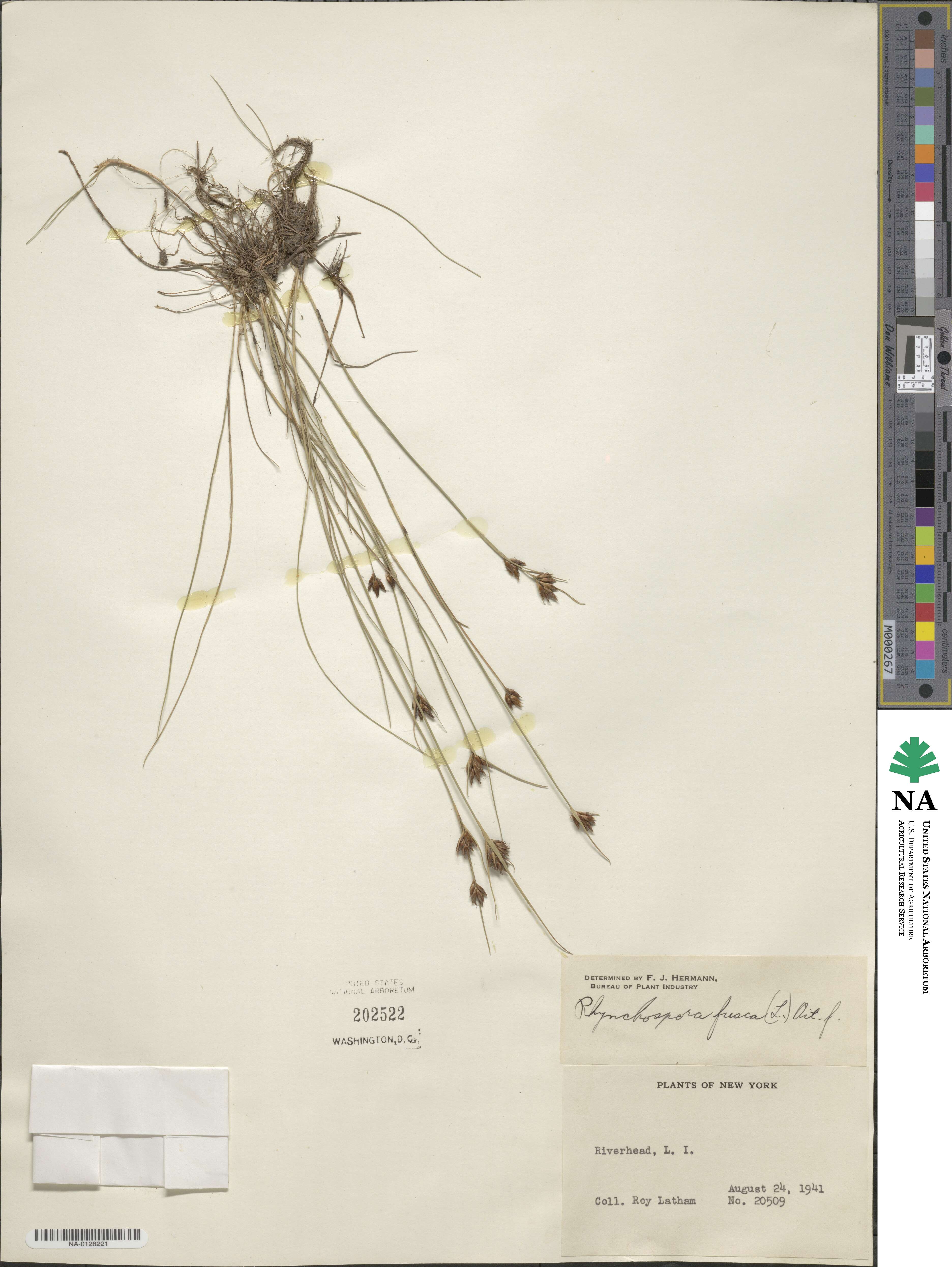 Rhynchospora fusca image