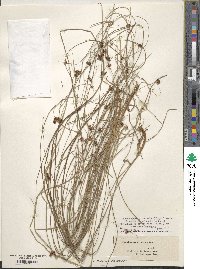 Rhynchospora globularis image