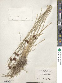 Rhynchospora angusta image