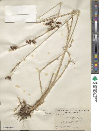 Rhynchospora glomerata image