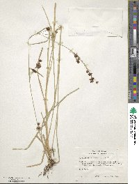 Rhynchospora glomerata image