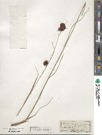 Rhynchospora glomerata image