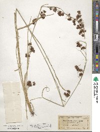 Rhynchospora glomerata image