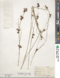 Rhynchospora glomerata image