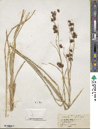 Rhynchospora glomerata image