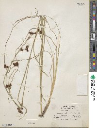 Rhynchospora glomerata image