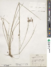 Rhynchospora glomerata image