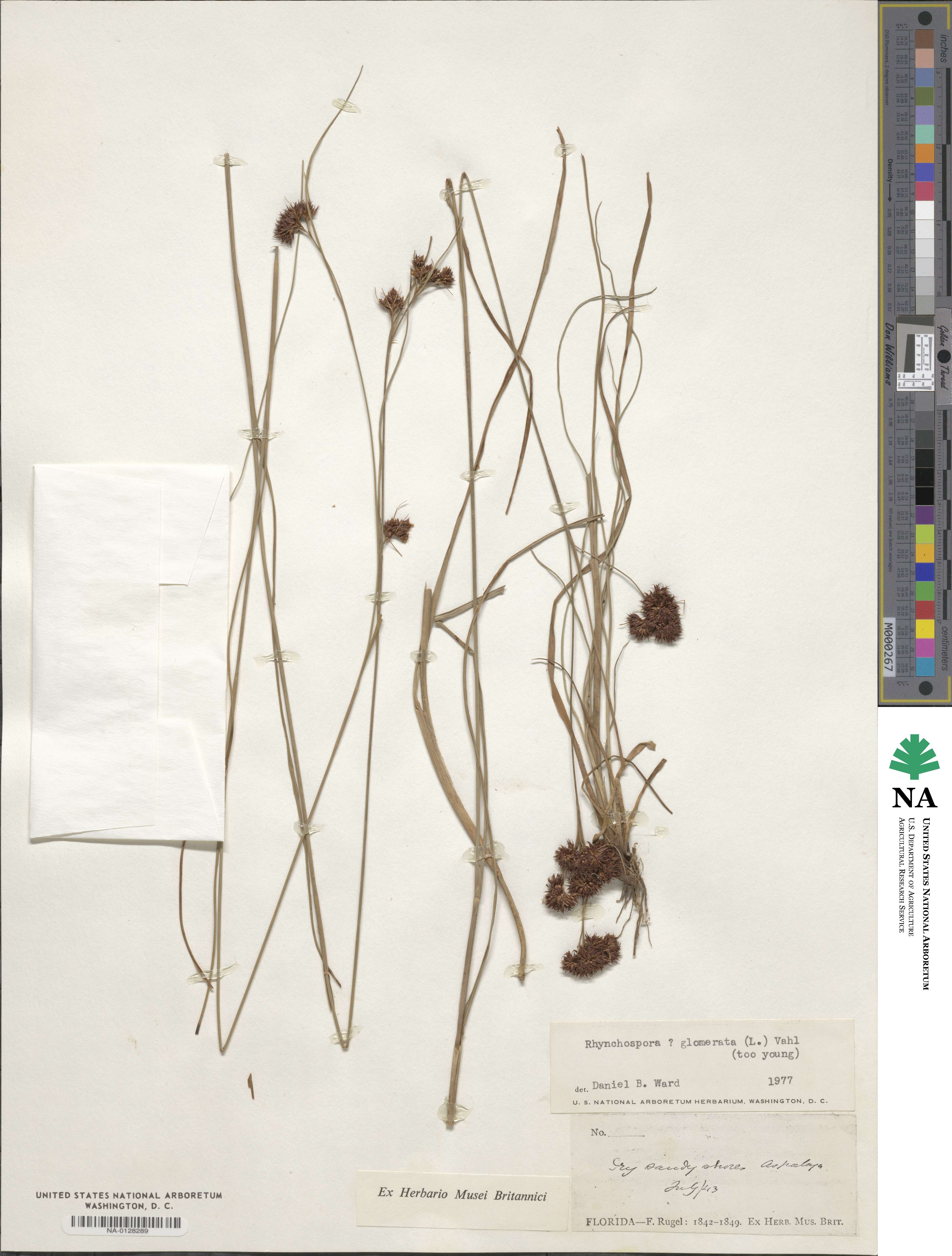 Rhynchospora glomerata image