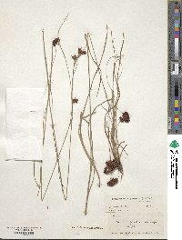 Rhynchospora glomerata image