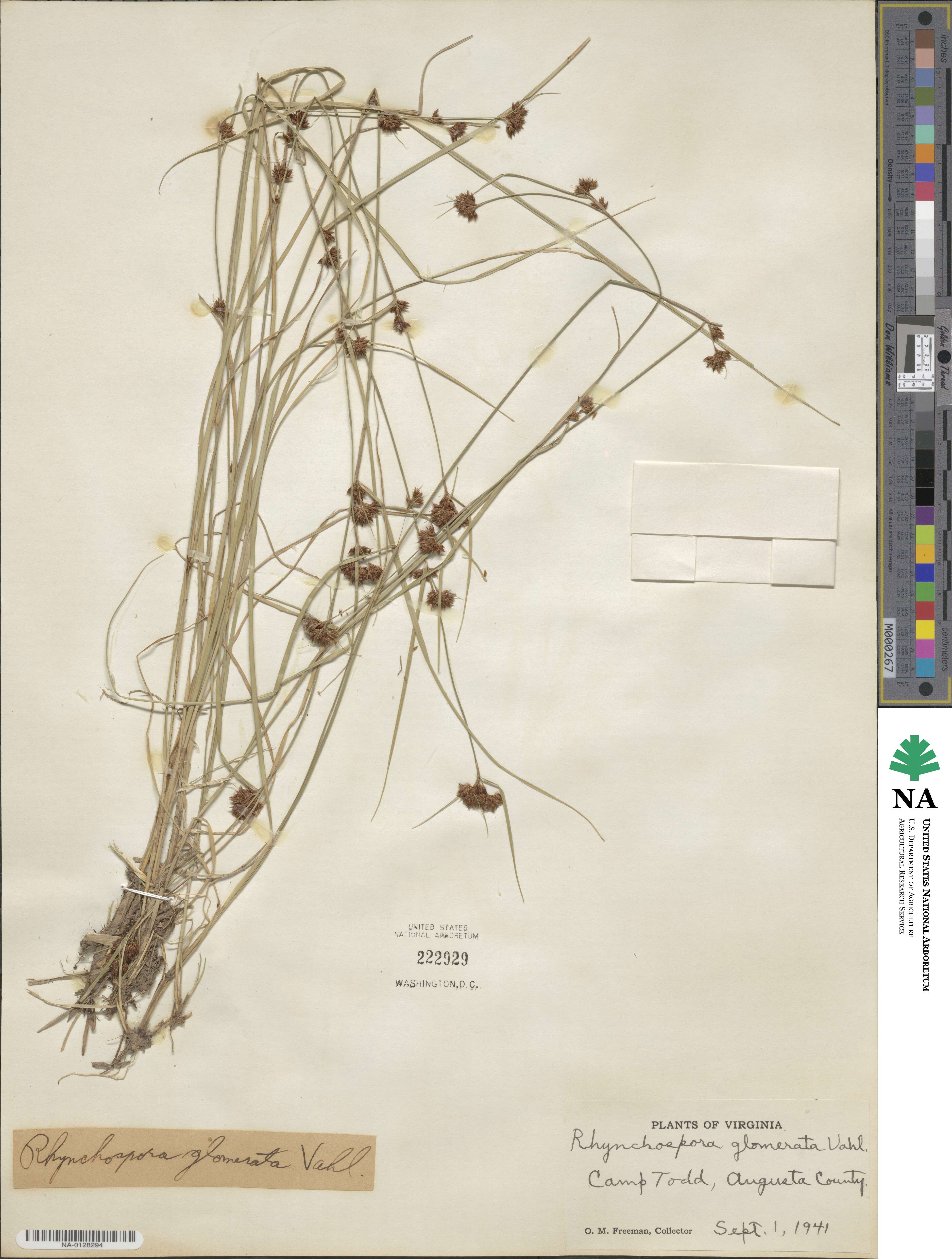 Rhynchospora glomerata image