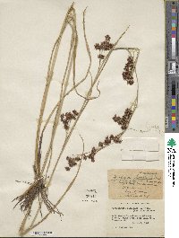 Rhynchospora glomerata image