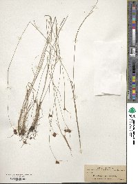 Rhynchospora gracilenta image