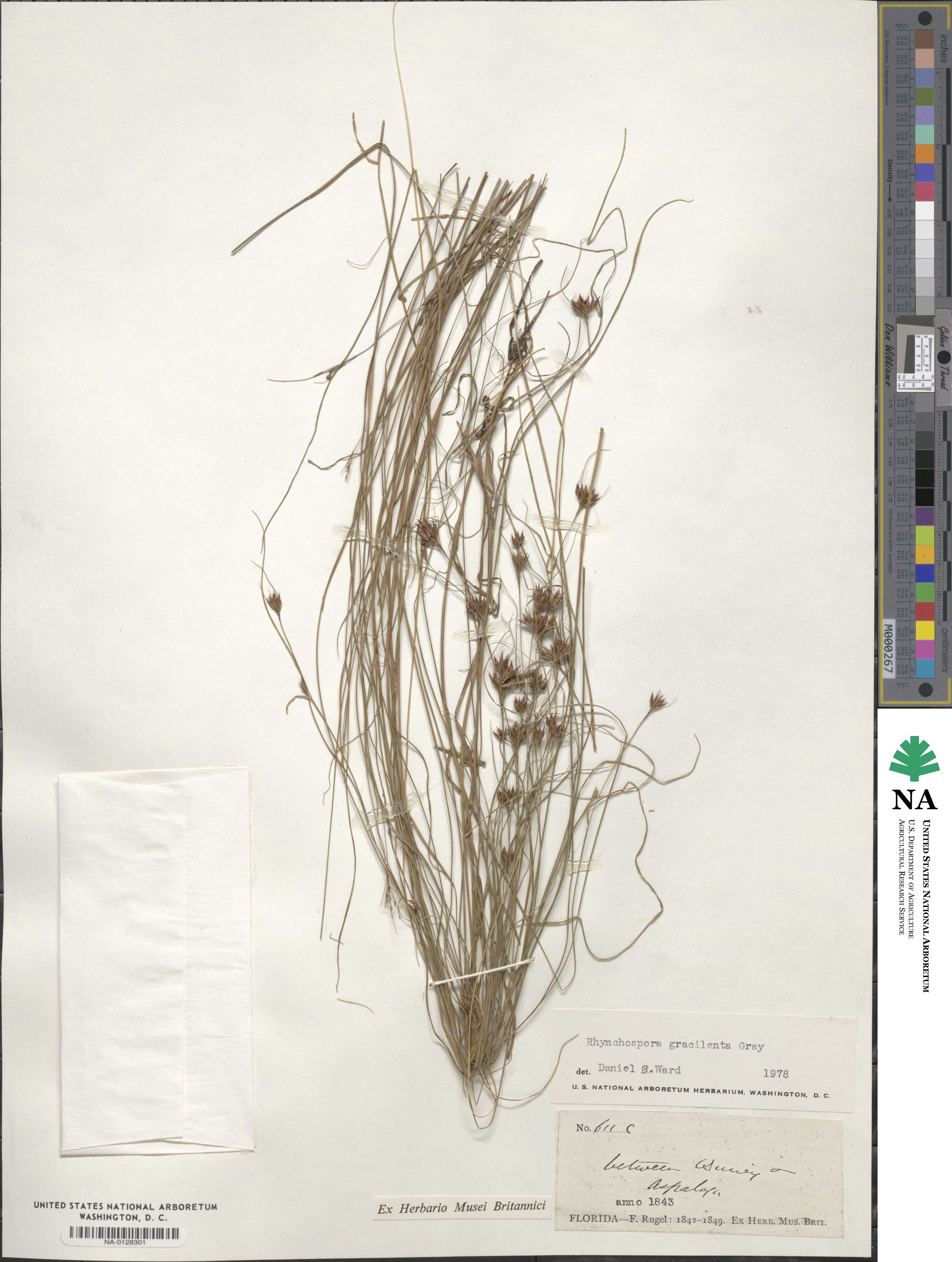 Rhynchospora gracilenta image