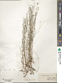 Rhynchospora gracilenta image