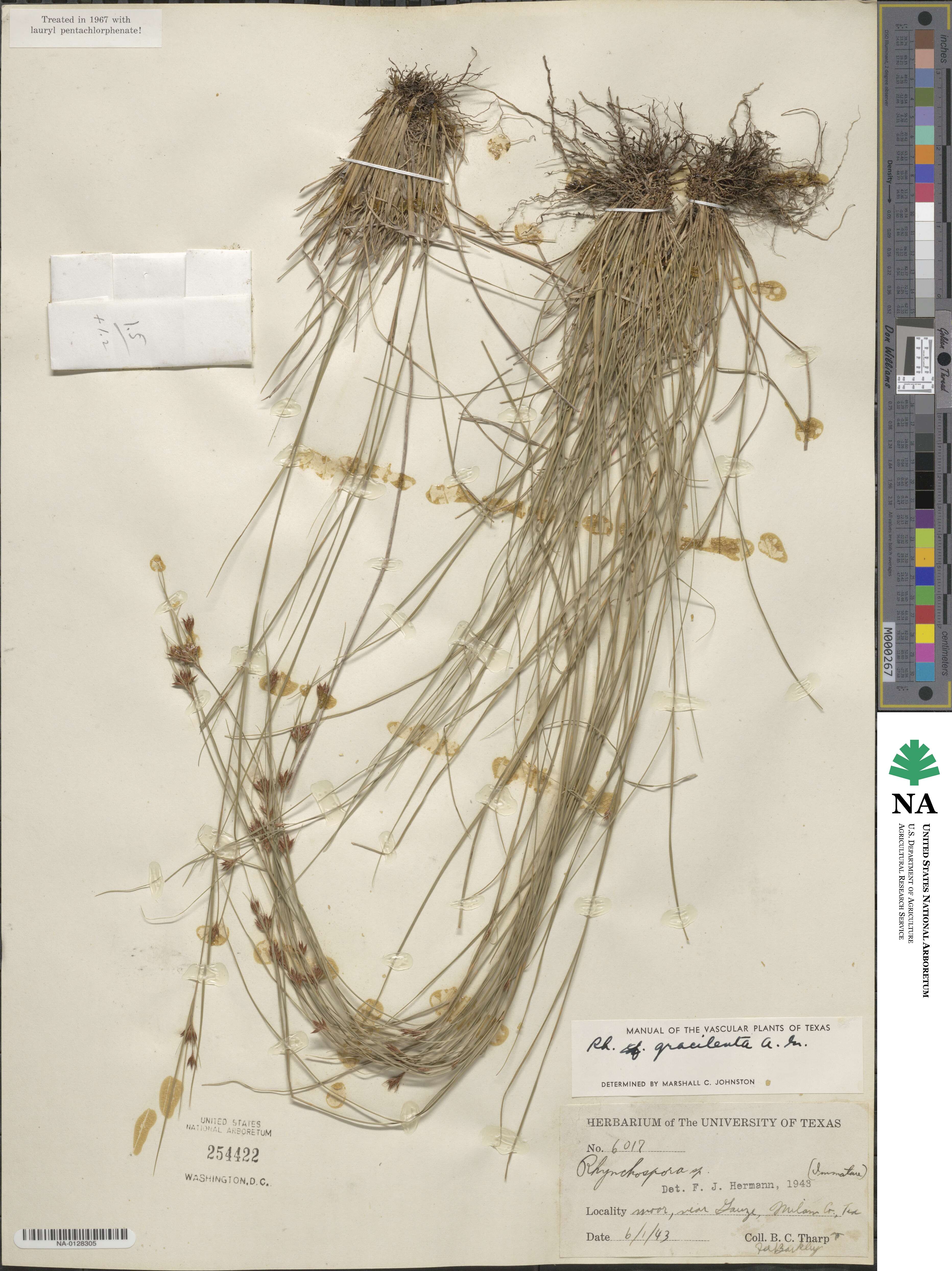 Rhynchospora gracilenta image