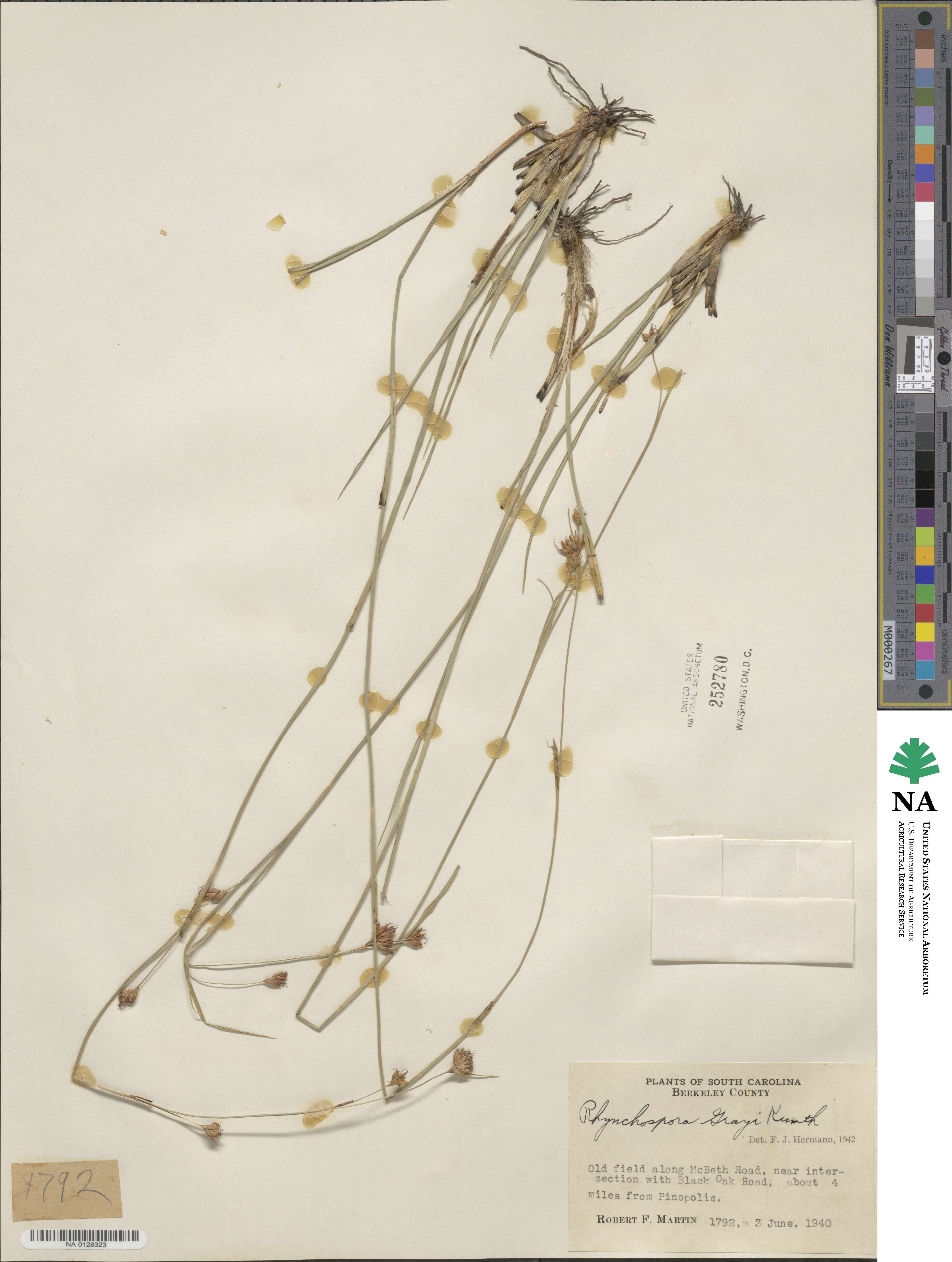 Rhynchospora grayi image