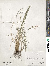 Rhynchospora inexpansa image