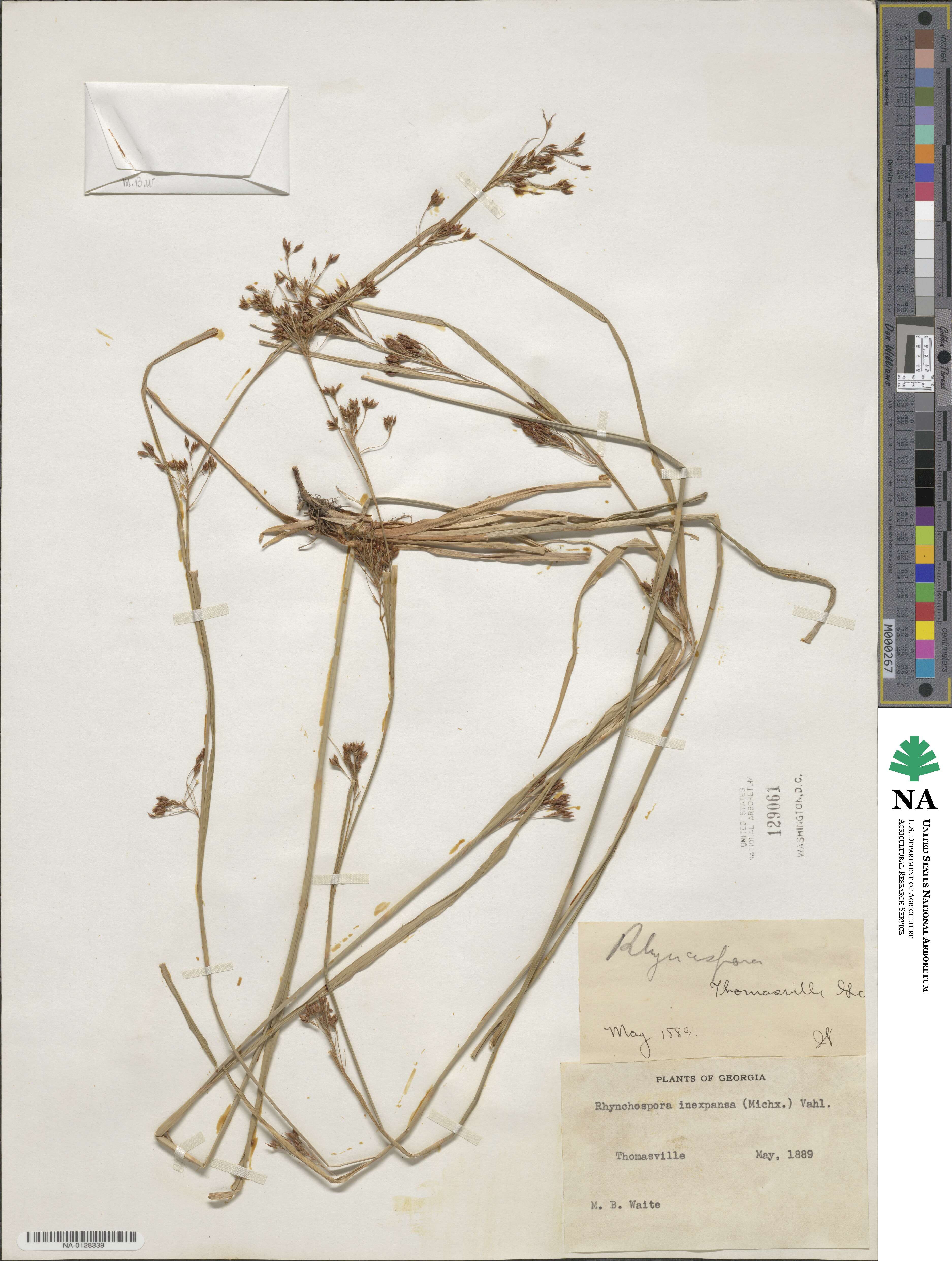 Rhynchospora inexpansa image