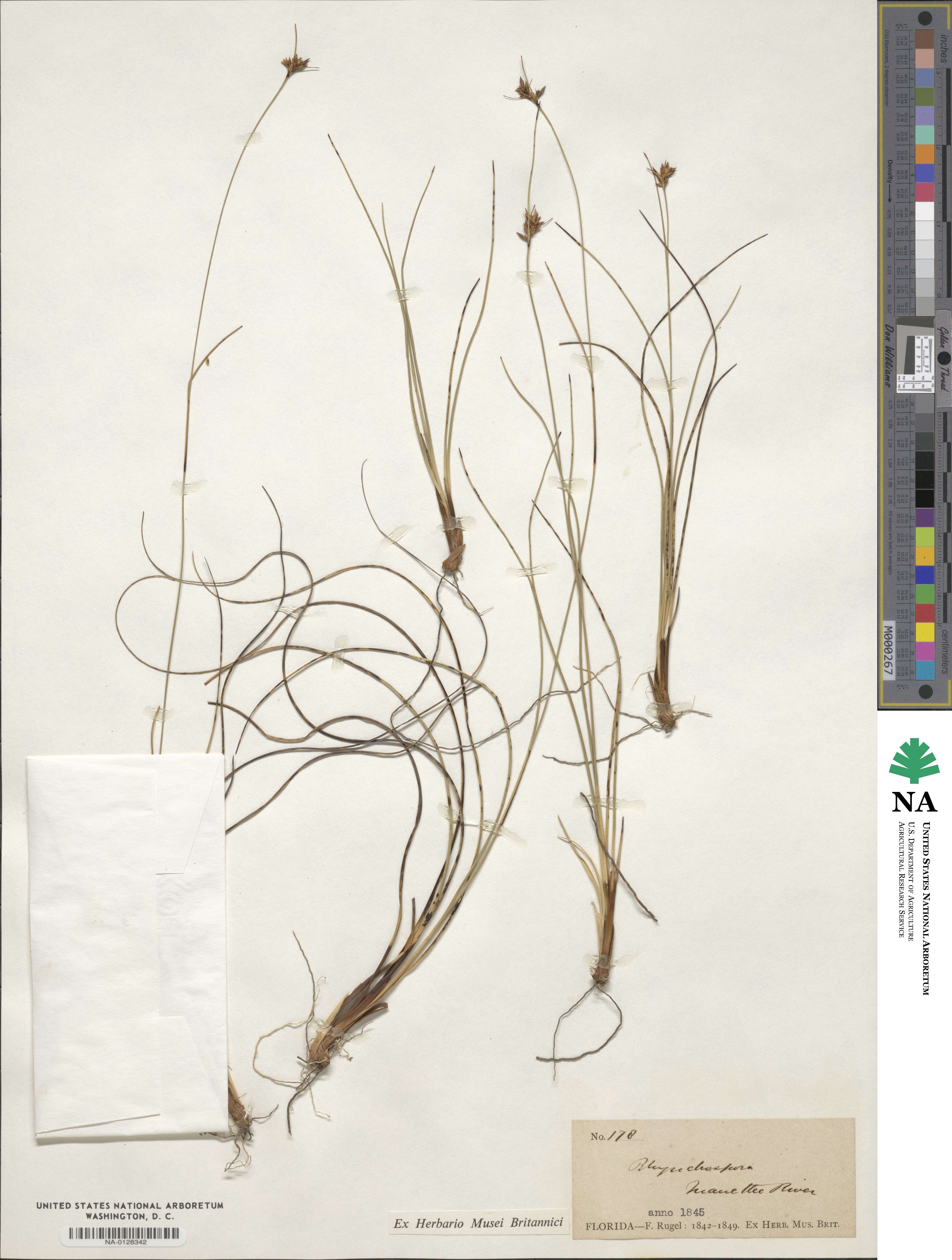 Rhynchospora intermedia image