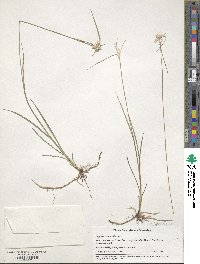 Rhynchospora latifolia image