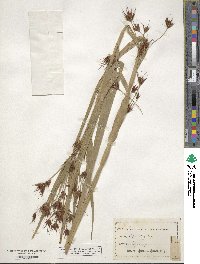 Rhynchospora macrostachya image