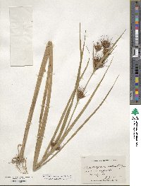 Rhynchospora macrostachya image