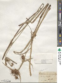 Rhynchospora macrostachya image