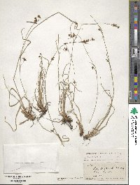 Rhynchospora microcarpa image