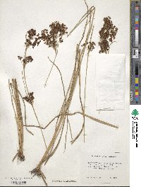 Rhynchospora microcarpa image