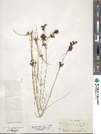 Rhynchospora microcarpa image