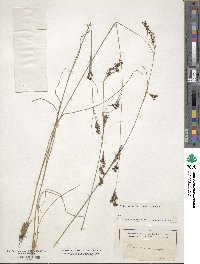 Rhynchospora microcarpa image