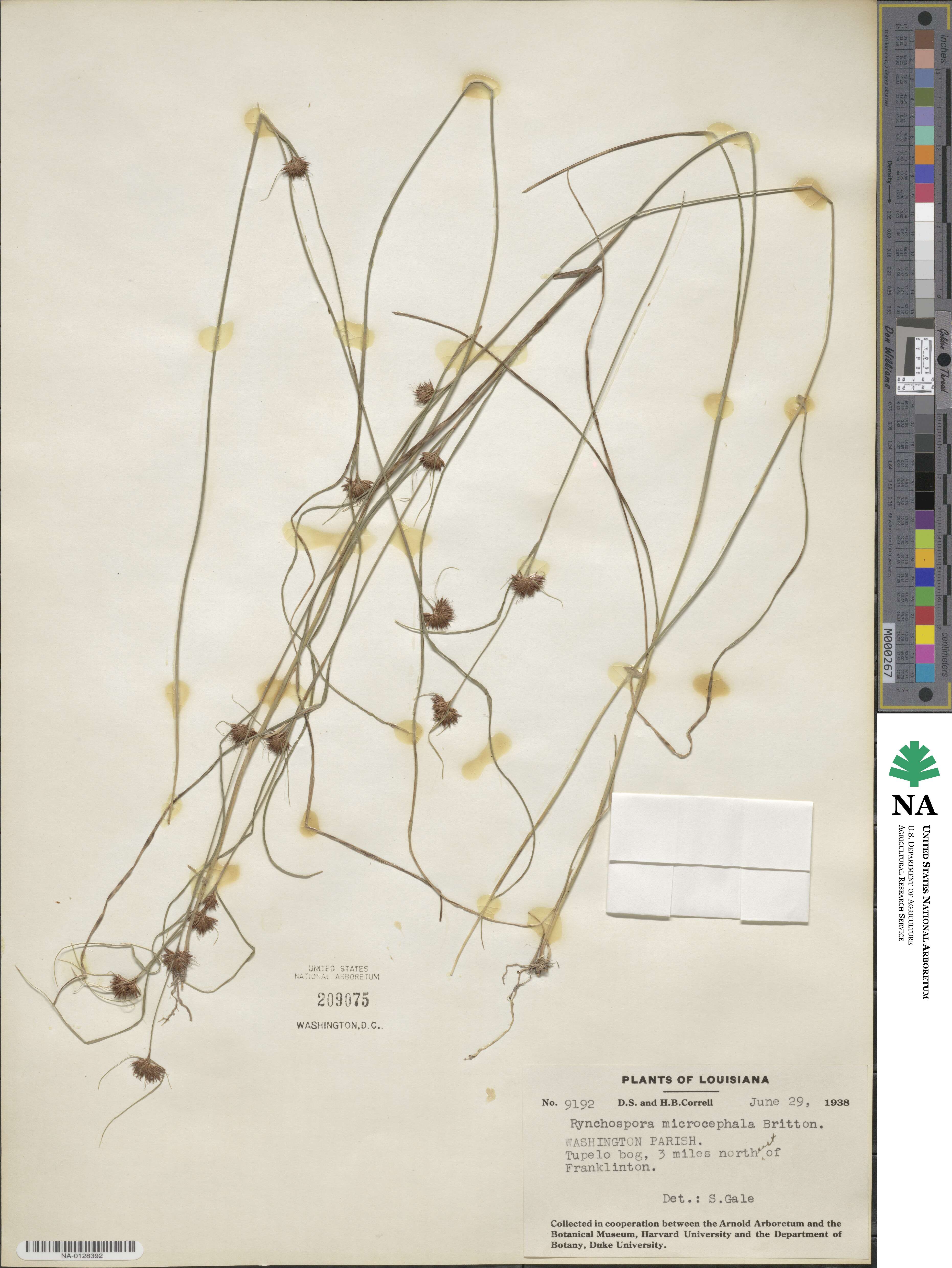 Rhynchospora microcephala image