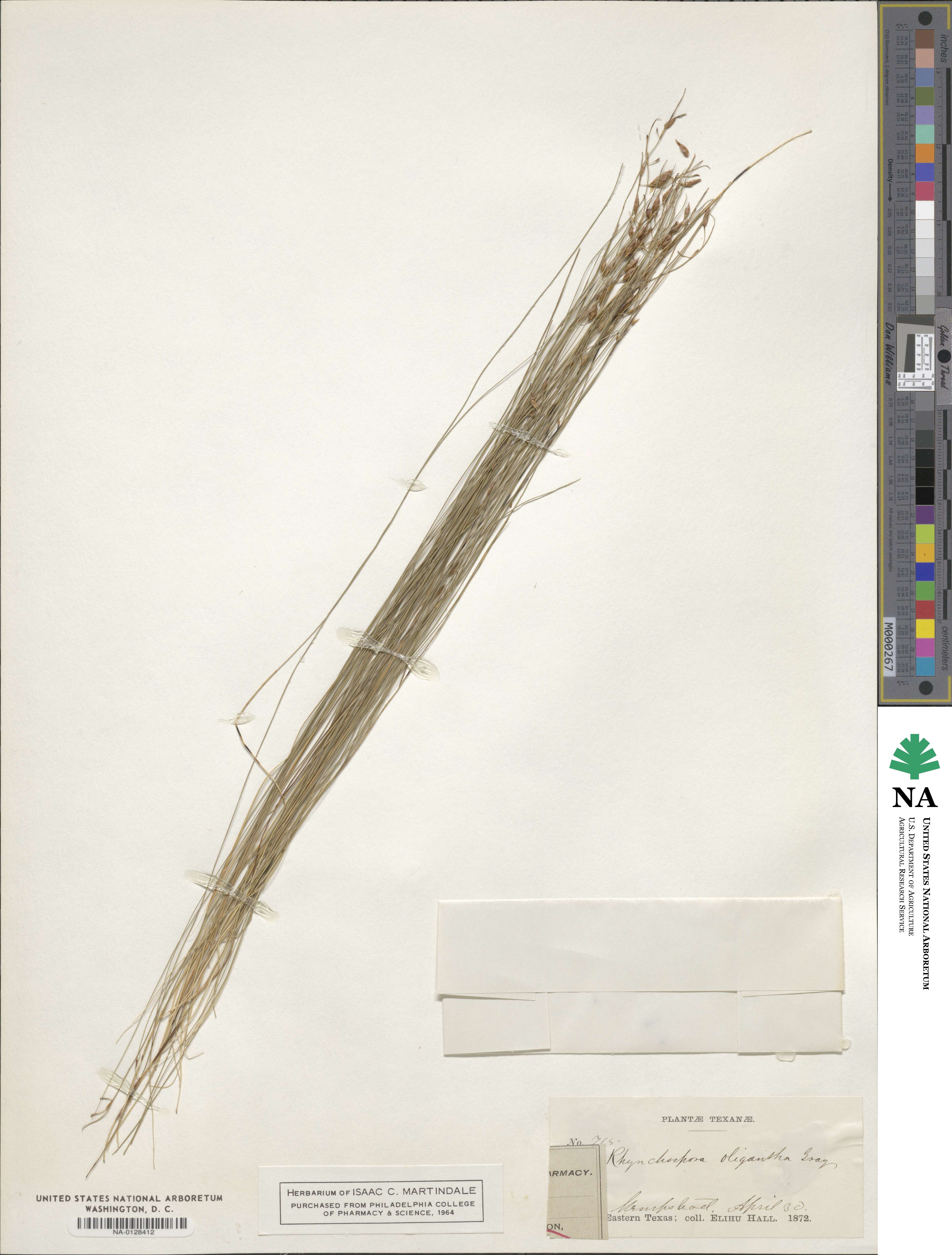 Rhynchospora pallida image
