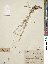 Rhynchospora pallida image