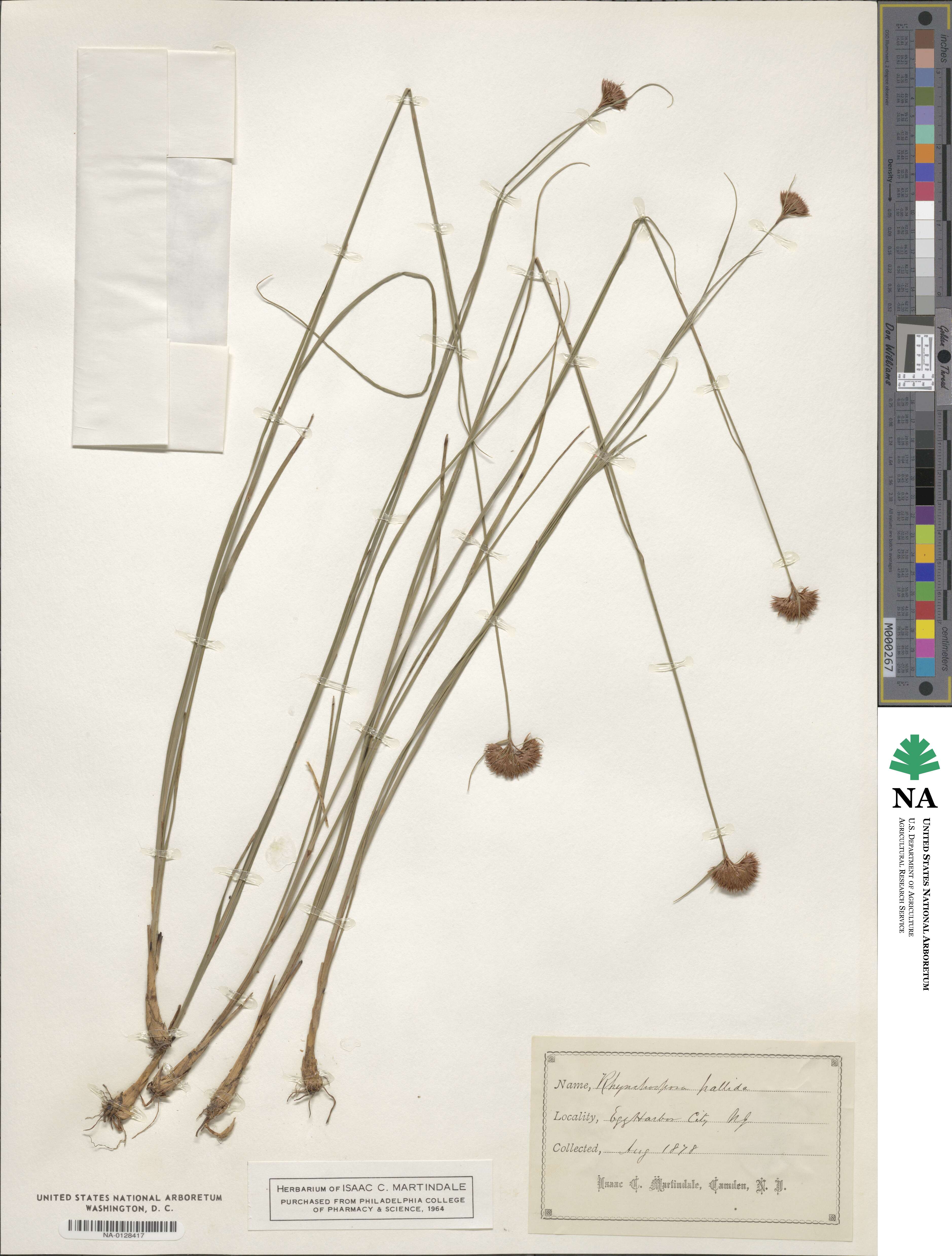 Rhynchospora pallida image